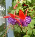 Fuchsie v.webp