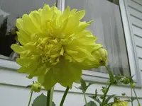Unterm Fenster.... v (1).webp