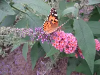 Buddleja davidii Flower power.webp