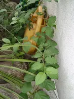 P8091177.webp