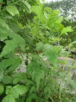P8091181.webp