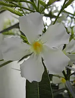 PICT4439.webp