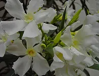 PICT4398.webp