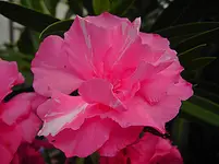 PICT5427.webp