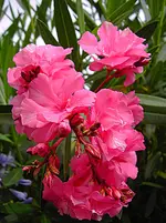 PICT5423.webp