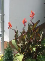 Canna.webp