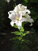 CIMG6520.webp