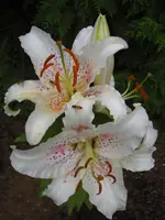 CIMG6607.webp