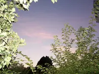 100_1275.webp