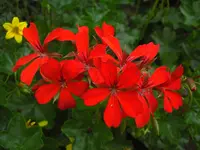 CIMG6612.webp