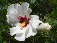 CIMG6757.webp