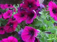 CIMG6613.webp