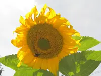 CIMG6775.webp