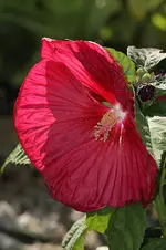 6479.webp