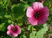 6272.webp