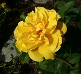 Golden Gate Kletterrose  August.webp
