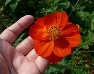 Orangencosmee Hand.webp