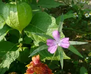 Unbekanntes lila Blümchen.webp