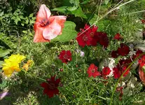 Unbekannte rote Blume.webp