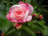 Blumen 011.webp Blumen 011.webp