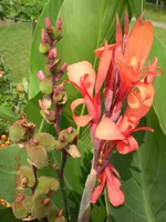 Blumen 021.webp Blumen 021.webp