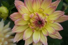 DSC00082.webp DSC00082.webp