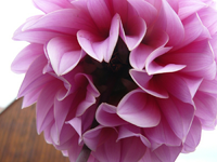 dahlie1.webp