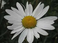 garten 09 014.webp