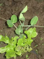 garten 09 016.webp