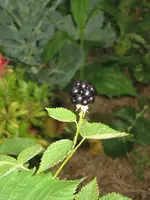 garten 09 002.webp