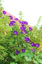 Blaue Winde.webp
