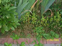 100_2031.webp