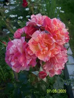 100_2027.webp