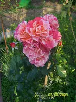 100_2035.webp