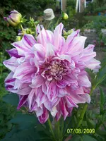100_2028.webp