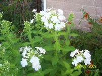 100_2036.webp