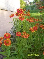 100_2037.webp