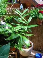 DSCN2117.webp