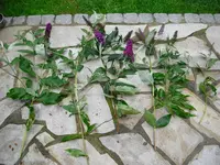 CIMG0660.webp