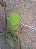 DSC06701.webp