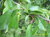 Kirsche4.webp