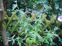 CIMG0666.webp