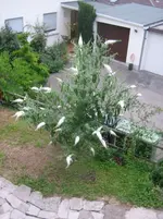 20080730_6373.webp