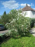 20080818_6453.webp
