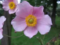 Anemone1a.webp