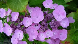 K800_P1020796.webp