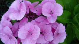 K800_P1020797.webp