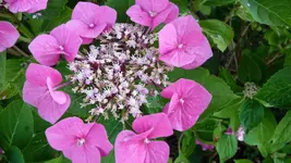 K800_P1020798.webp