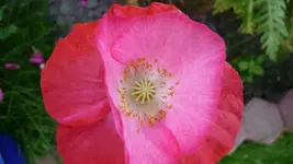 K800_P1020782.webp