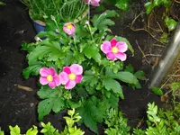 CIMG0418.1.webp